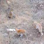 Cat si pisoi - lumea pisica
