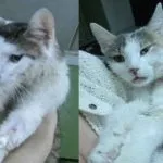 infecție Koronovirusnaya la tratament pisici, diagnostic, fie pentru oameni periculoase pentru a trata analiza