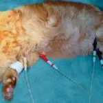 infecție Koronovirusnaya la tratament pisici, diagnostic, fie pentru oameni periculoase pentru a trata analiza