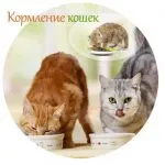 Cat-pisica „- cel mai bun site despre pisici (porecla pentru pisici) Cat-pisica „- cel mai bun site despre pisici