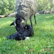 Hranire, de reproducere și de creștere a oilor și mieilor în scândurile de acasă cu fotografii și filme