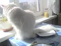 Cat si pisoi - lumea pisica