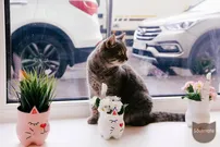 Kotokafe Bucuresti - cafenea cu pisici din St. Petersburg