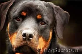 Hrănirea pui si adulti câini Rottweiler dieta