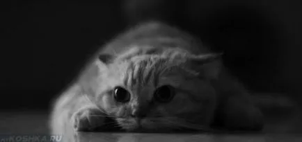 Cat cere pisica ei ca un mijloc de a calma casa (pisica) Cat Cat o întreabă cât de calm banii acasă