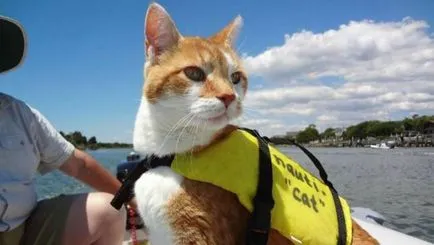 Fildeș Capitanul Yeoman si pisica Cassie - lupi de la mare! (Cat) Fildeș Capitanul Yeoman si pisica Cassie - lupi de la mare!
