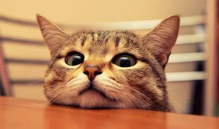 Cat sau pisica, care este întrebarea
