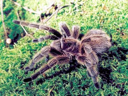 Furajare și apă, theraphosids (tarantule) ale lumii (theraphosids) Furajare și apă, theraphosids (tarantule) ale lumii
