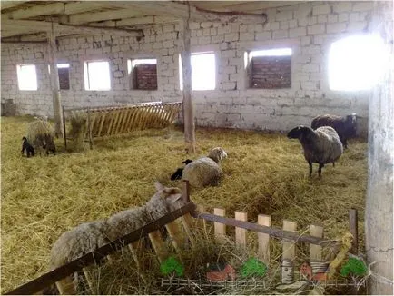 Hranire, de reproducere și de creștere a oilor și mieilor în scândurile de acasă cu fotografii și filme