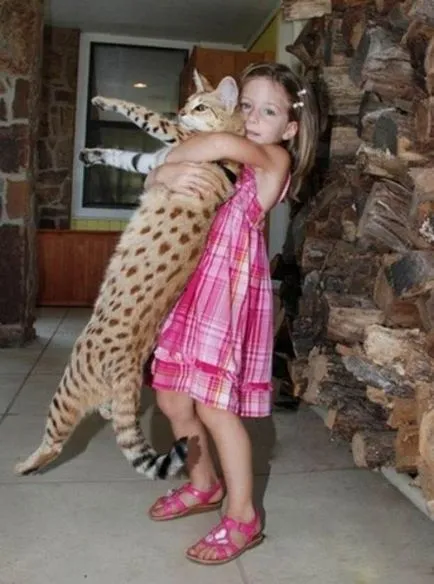 Câinii și pisicile sunt cele mai-cel mai mult! (Pisici) Câinii și pisicile sunt cele mai-cel mai mult!