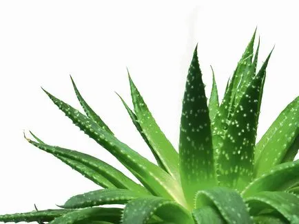 crema de fata cu aloe vera beneficii creme aloe vera și cele mai bune