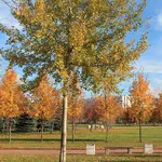 În cazul în care pentru a merge cu copilul la București (București) În cazul în care pentru a merge cu copilul la București