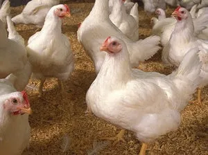 întreținere Pui broiler și pentru hrănirea rasa de carne de pasăre