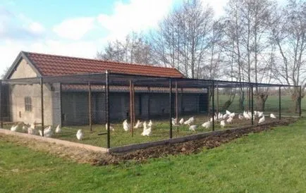 întreținere Pui broiler și pentru hrănirea rasa de carne de pasăre