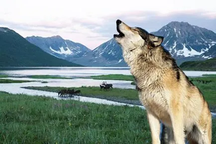 Cine a vândut Alaska în America (Alaska vândute în America) Cine a vândut Alaska în America