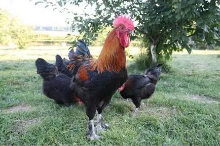 pui Maran rasa descriere, specii și fotografii