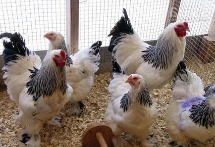 găină de pui - best rasa Kvočka incubare