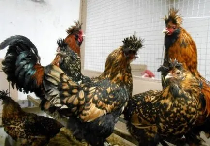 Pui pavlovian descriere rasa, de reproducere, hrănire, foto și video
