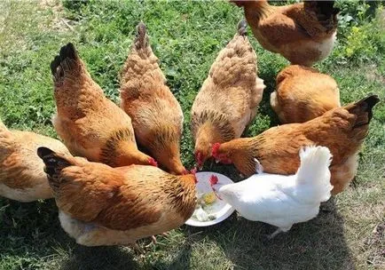 găină de pui - best rasa Kvočka incubare