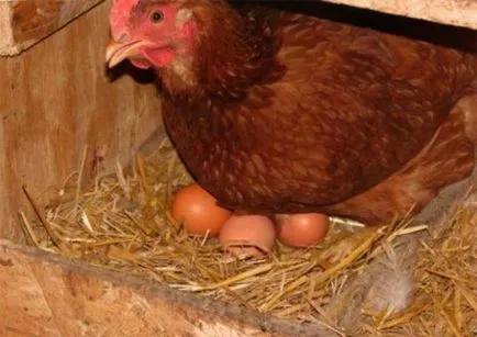 Pui nu este efectuată în cuib ca trenul efectuat o găină într-un cuib
