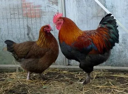găină de pui - best rasa Kvočka incubare