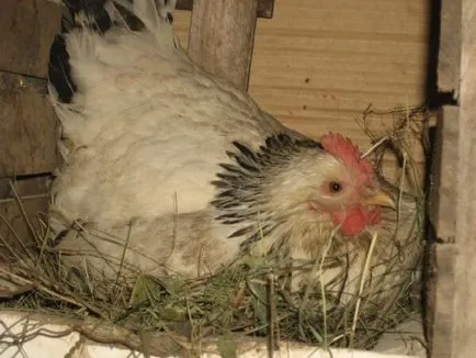 găină de pui - best rasa Kvočka incubare