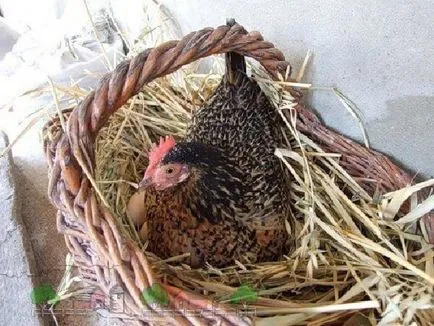 găină de pui - best rasa Kvočka incubare