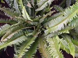 Privet arbust - plantare și îngrijire, fotografii cainesc, decuparea cainesc și reproducție; specii și varietăți