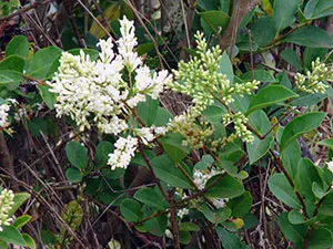 Privet arbust - plantare și îngrijire, fotografii cainesc, decuparea cainesc și reproducție; specii și varietăți