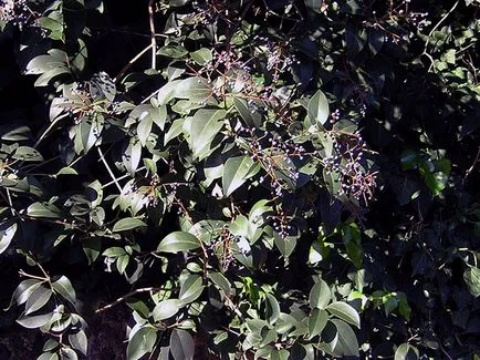 Privet arbust - plantare și îngrijire, fotografii cainesc, decuparea cainesc și reproducție; specii și varietăți