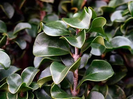 Privet arbust - plantare și îngrijire, fotografii cainesc, decuparea cainesc și reproducție; specii și varietăți