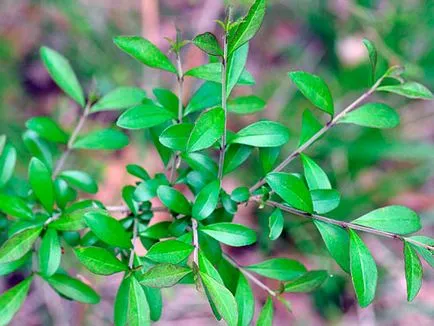 Privet arbust - plantare și îngrijire, fotografii cainesc, decuparea cainesc și reproducție; specii și varietăți