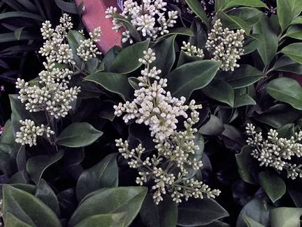 Privet arbust - plantare și îngrijire, fotografii cainesc, decuparea cainesc și reproducție; specii și varietăți