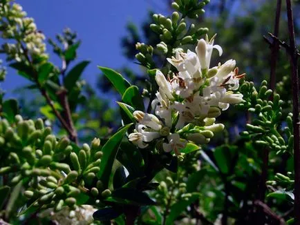 Privet arbust - plantare și îngrijire, fotografii cainesc, decuparea cainesc și reproducție; specii și varietăți