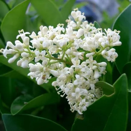 Shrub fotografii privet speculative, soiuri, de plantare și îngrijire (privet) Shrub fotografii privet speculative, soiuri, de plantare și îngrijire