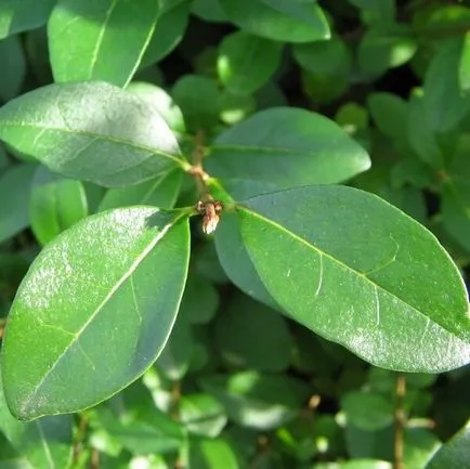 Arbuștilor lemn câinesc fotografie, de plantare și îngrijire, soiurile