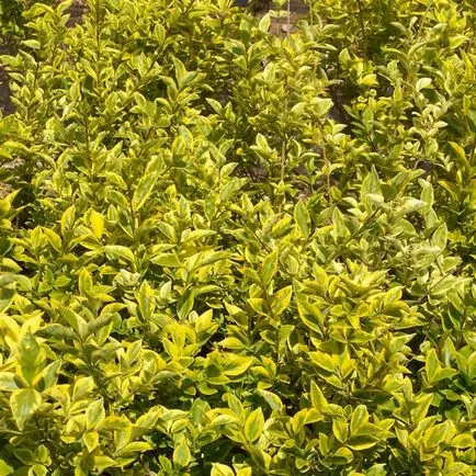 Shrub fotografii privet speculative, soiuri, de plantare și îngrijire (Bush) Shrub fotografii privet speculative, soiuri, de plantare și îngrijire