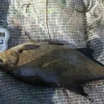 Cum să păstrați viermi în timpul iernii (sfat maturate) Cum să păstrați viermi în timpul iernii