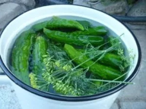 Cum se murarea castraveți, astfel încât acestea au fost crocante sute de panouri (au fost) Cum se murarea castraveți, astfel încât acestea au fost crocante sute de sfaturi