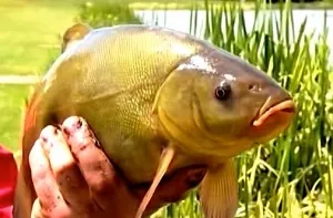 pescuitul Tench este în primăvara și vara