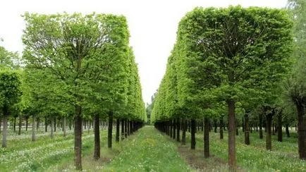 Tilia cordata descriere, arata ca lemnul, frunzele
