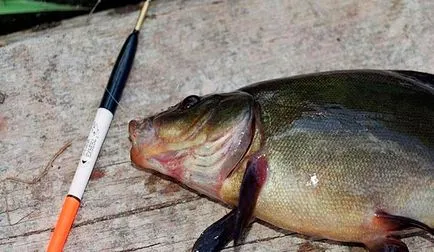 pescuitul linul este mai la tija float - Tackle, echipamente de momeală și pescuit