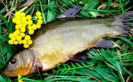 pescuitul linul este mai la tija float - Tackle, echipamente de momeală și pescuit