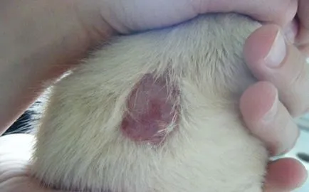 Pecingine simptomelor câini, cum să trateze, foto și video