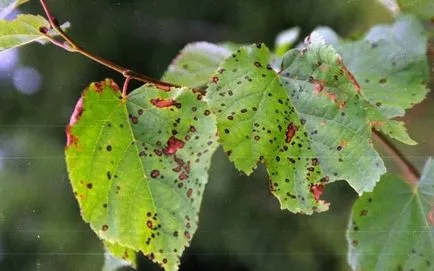 Tilia cordata descriere, arata ca lemnul, frunzele