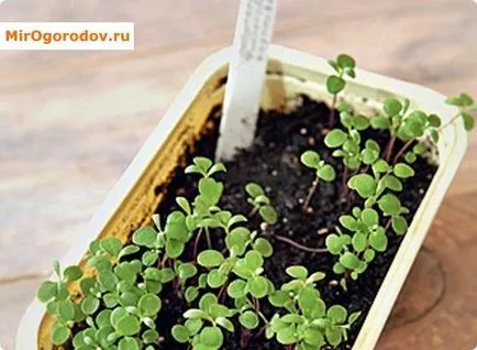 soiuri Lobulyariya și cultivarea în casă (home) soiuri Lobulyariya și cultivarea în casă