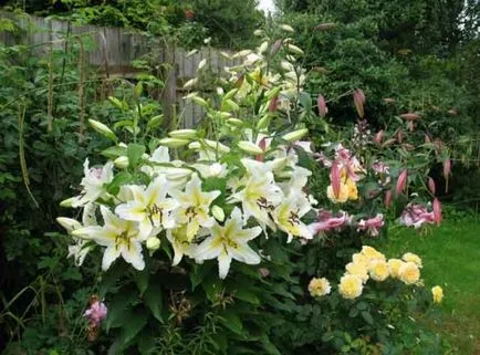 Lily concurent demn pentru regina a crescut, o combinație de flori strat de flori cu alte (plantarea de copaci în valoare) Lily concurent demn pentru regina a crescut, o combinație de alte flori cu strat de flori