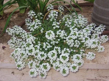 fotografii Lobulyariya și specii, cultivarea și îngrijirea plantelor (în creștere) fotografii Lobulyariya și specii, cultivarea și îngrijirea plantelor