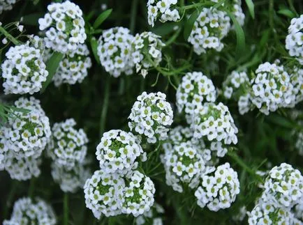 fotografii Lobulyariya și specii, cultivarea și îngrijirea plantelor (specii) fotografii Lobulyariya și specii, cultivarea și îngrijirea plantelor