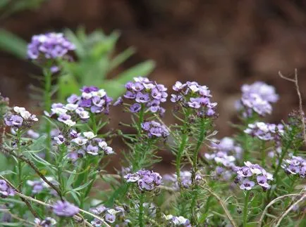 fotografii Lobulyariya și specii, cultivarea și îngrijirea plantelor (specii) fotografii Lobulyariya și specii, cultivarea și îngrijirea plantelor